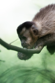 Macaco Prego do Papo Amarelo