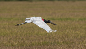 Tuiuiú - Jabiru mycteria