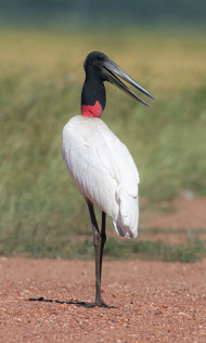 Tuiuiú - Jabiru mycteria