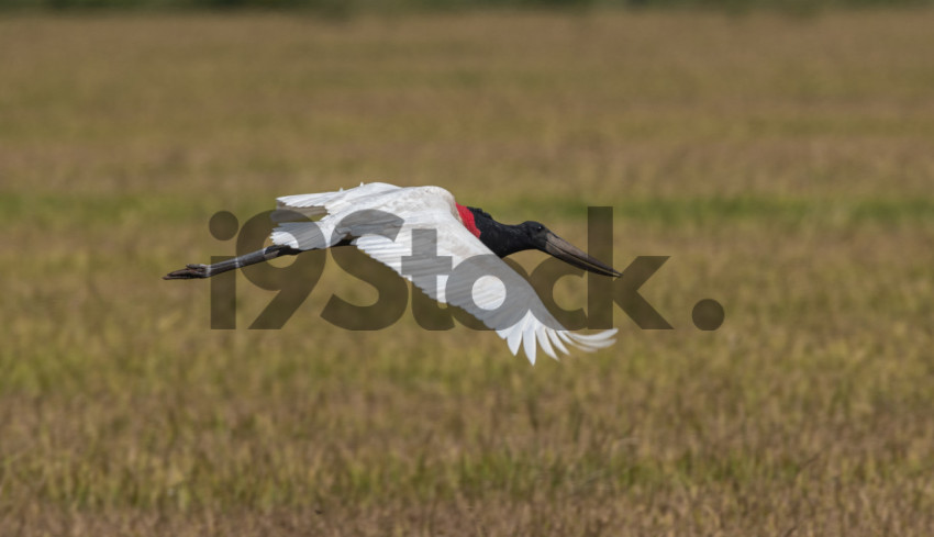 Tuiuiú - Jabiru mycteria