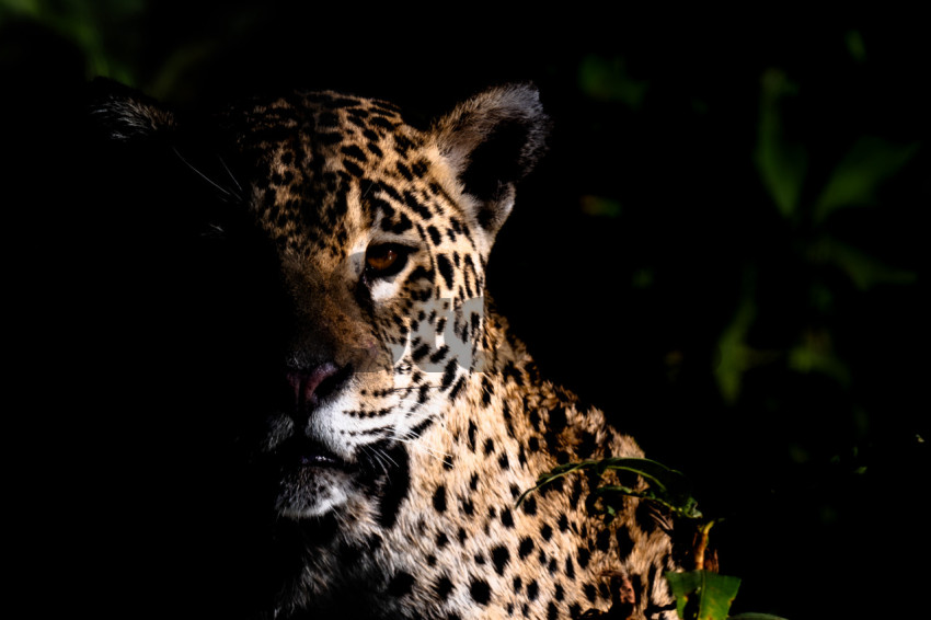 Portrait Jaguar