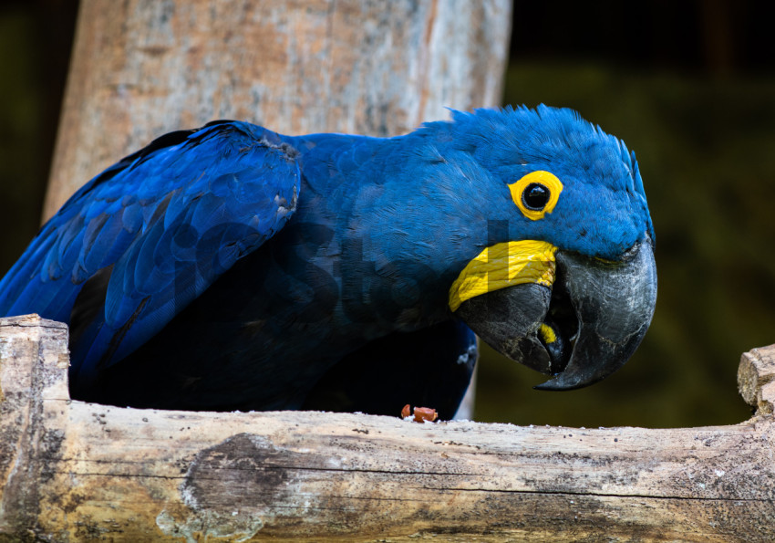 Arara Azul