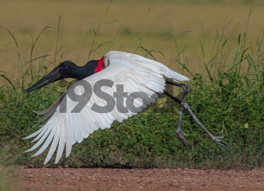 Tuiuiú - Jabiru mycteria