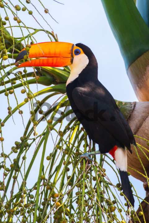 Tucano  DSC2072