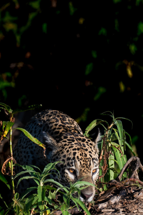 Jaguar (onça pintada)