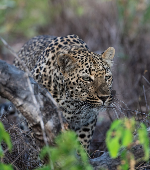 Leopardo