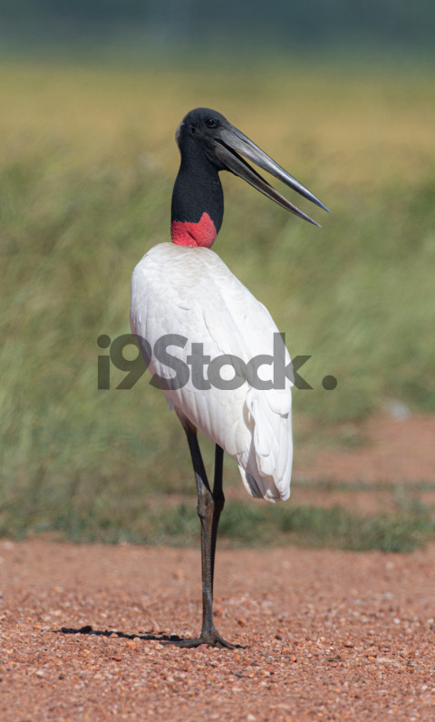 Tuiuiú - Jabiru mycteria